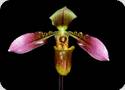 Paph. cerveranum